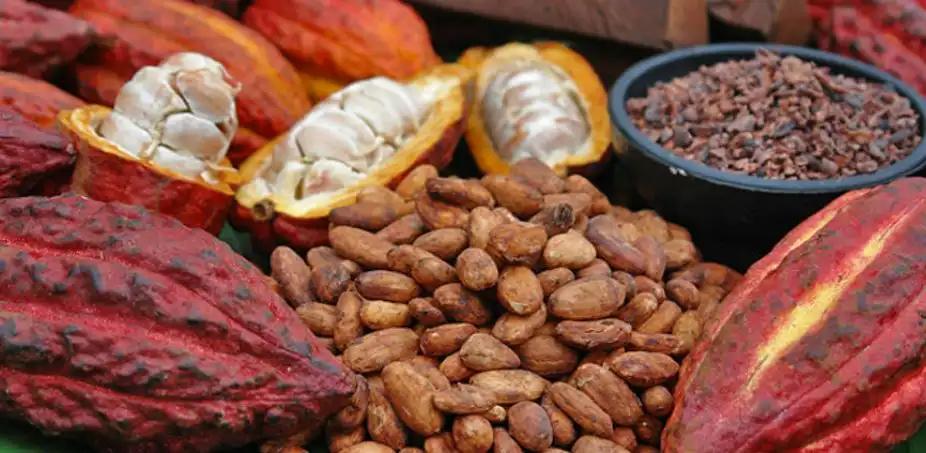 El cacao y el chocolate guatemalteco buscan nuevos compradores en Corea del Sur durante Seoul Food & Hotel 2026.webp
